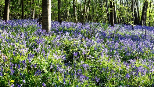 Bluebells at Scathes Wood Paul Simons